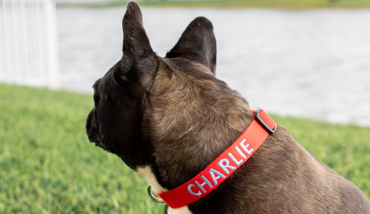 Personligt Hundehalsbånd - Broderet