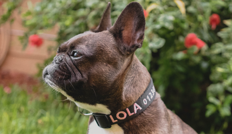 Personligt Hundehalsbånd - Broderet